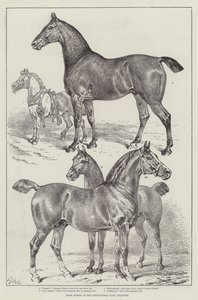 イズリントンの農業ホールでの馬の賞品 作： Samuel John Carter