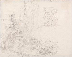 フォックスグローブ 作： Samuel Palmer