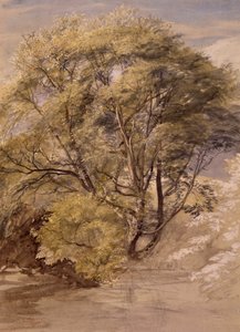 柳の木の習作 1850年頃 水彩・紙 作： Samuel Palmer