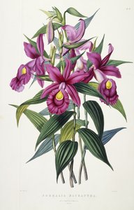 ソブラリアマクランサ、1837年〜43年