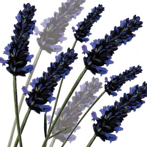 Sweet Lavender、2004（デジタル） 作： Sarah Hough