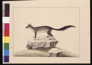 10ページ目タポア・タファ。現在はブラッシュ・テール・ファスコガレとして知られている 1789〜90年頃（水彩画 作： Sarah Stone