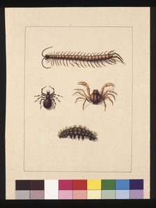 11ページ目ニューサウスウェールズ州の昆虫たち。現在のコモン・ムカデ、クモ属のイソペダ、ソルジャー・クラブ、キャタピラ、1789～90年頃（水彩画