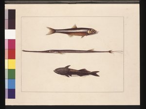 13ページ目アテリン、タバコ、パイプフィッシュ、レモラフィッシュ。今でいうアンチョビ、笛口、吸盤魚 1789～90年頃（水彩画