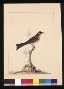14ページです。キイロイトリヒタキ。現在はキイロイトリとして知られている 1789〜90年頃（水彩画 作： Sarah Stone