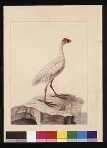 16ページ。白いフリカ。現在は絶滅したホワイト・ガリヌール、1789～90年頃（水彩画