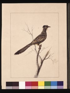 17ページ。ワトルド・ビー・イーター。現在はレッド・ワトルとして知られている、鳥、1789-90年頃（水彩画 作： Sarah Stone