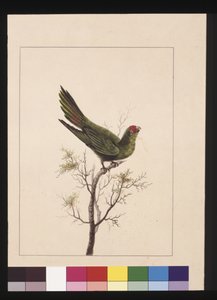 18ページ。小さなパラケ。現在はリトル・ロリケイトとして知られている 1789～90年頃（水彩画 作： Sarah Stone