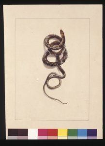 20ページ。蛇No.1。今はブラウン・スネークと呼ばれている 1789～90年頃（水彩画 作： Sarah Stone