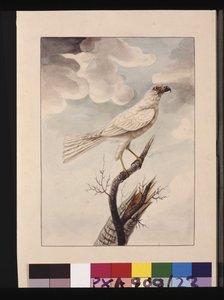 23ページです。ホワイトホーク。今はグレーのオオタカとして知られている、1789～90年頃（水彩画 作： Sarah Stone