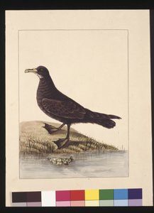24ページ。Fuliginous Peteril.現在はシロハラミズナギドリとして知られている、1789年から90年頃（水彩画 作： Sarah Stone
