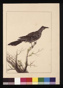 26ページ。ワトルド・ビー・イーターのメス。現在はリトル・ワトル・バードとして知られている 1789～90年頃（水彩画 作： Sarah Stone