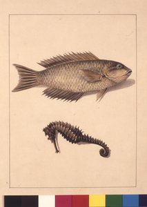 ページ 2.Cyprinaceous LabrusとHippocampus。今ではベラやパロットと呼ばれる魚と海馬、1789～90年頃（水彩画 作： Sarah Stone