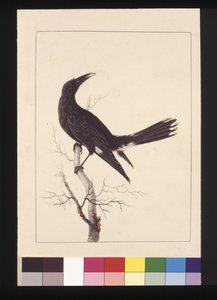 30ページ。白くて通気性のあるカラス。現在はPied Currawongとして知られている、1789-90年頃（水彩画 作： Sarah Stone