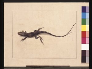 31ページ。ムラサキトカゲ。今は木竜と呼ばれている 1789～90年頃（水彩画 作： Sarah Stone