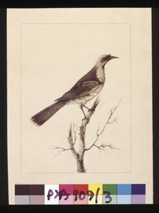ページ 3.Knob, Fronted Bee Eater:サインはl.c. Sarah Smith。現在はフリア鳥として知られている、1789-90年頃（水彩画