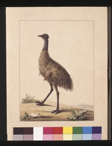 7ページ目ニューホランド・カソワリ。現在はエミューとして知られている、1789年～90年頃（水彩画