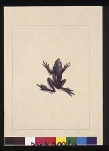 9ページ目青蛙。現在はアオガエルとして知られている 1789～90年頃（水彩画 作： Sarah Stone