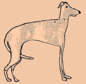 細い犬 作： Sarah Thompson Engels