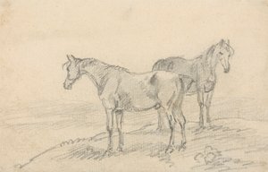 二頭の馬
