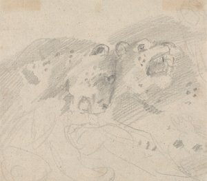 2 頭のヒョウ