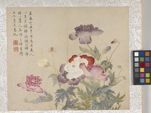 8 Leaf Album Of Flowers、1700年代中頃（紙にインク、彩色） 作： School Chinese