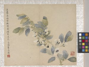 8 Leaf Album Of Flowers、1700年代中頃（紙にインク、彩色） 作： School Chinese