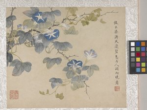 8 Leaf Album Of Flowers、1700年代中頃（紙にインク、彩色） 作： School Chinese