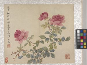8 Leaf Album Of Flowers、1700年代中頃（紙にインク、彩色） 作： School Chinese