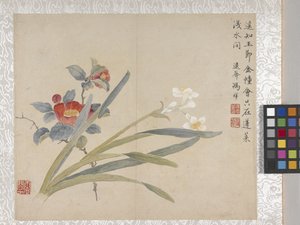 8 Leaf Album Of Flowers、1700年代中頃（紙にインク、彩色） 作： School Chinese