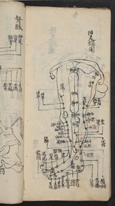 脚のツボ」、『経絡奇志』より。中国南部、18世紀初頭、紙に墨で描かれている。