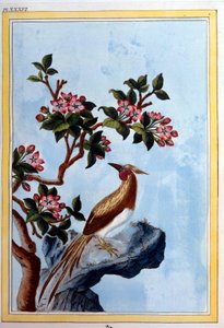 中国美術：花と鳥。18世紀のディジョンの彫刻、市立図書館 作： School Chinese