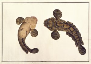 レプー（「マラッカの動物、昆虫、爬虫類のデッサン」より）1805-18年頃（紙にガッシュと水彩画 作： School Chinese