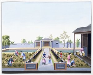 綿を選ぶ、c.1800（重いネイティブペーパーのガッシュの絵） 作： School Chinese