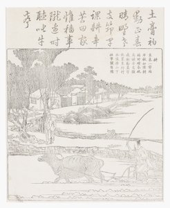 泥だらけの水田で水牛を耕します。