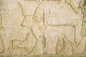 古代エジプト、壁面彫刻、ペトシリス墳墓、トゥナ・エル・ゲベル、紀元前300年、乳を搾る牛（写真）。 作： School Egyptian