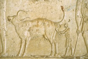 古代エジプト、壁の彫刻／絵画、ペトシリス墳墓、ツナ・ガベル、ツナ・エル・ゲベル、紀元前300年、牛の出産を手伝う（写真） 作： School Egyptian