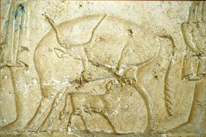 古代エジプト、壁の彫刻／絵画、ペトシリスの墓、ツナ・ガベル、ツナ・エル・ゲベル、紀元前300年、乳を飲もうとする子牛（写真） 作： School Egyptian