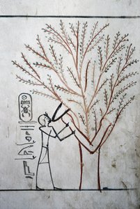ルクソール、テーベ：王家の谷。エジプトのファラオ、トゥトモシス3世（-1504～-1450）の墓。 作： School Egyptian