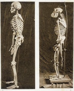 人間とチンパンジーの骨格 (白黒写真)