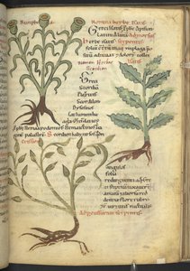 ハーレー 4986 f.23 ニンフィア; イサティス; クリシオン、「De medicaminibus herbarum liber (A herbal)」から Pseudo-Apuleius Platonicus, 作： School German