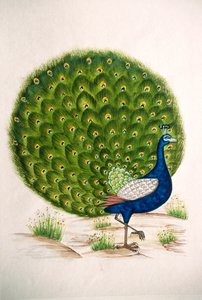 シルクに孔雀の細密画 作： School Indian