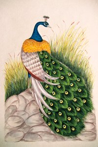 シルクに孔雀の細密画 作： School Indian