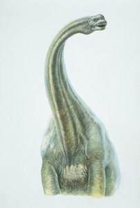 ブロントサウルス、ジュラ紀（カラーリトグラフ 作： School Italian