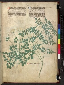 Egerton 747 スパーグラとセルフ、Tractatus de herbis (ハーブ) c.1280-1310 (ベラムにインクとカラー) 作： School Italian