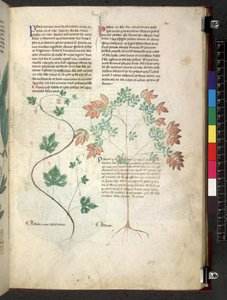 Egerton 747 Tractatus de herbis (ハーブ) c.1280-1310 (ベラムにインクとカラー) 作： School Italian