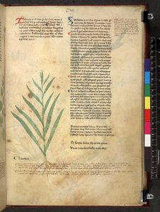 Egerton 747 Tractatus de herbis (ハーブ) c.1280-1310 (ベラムにインクとカラー) 作： School Italian