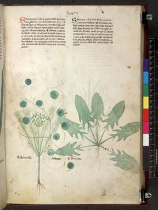 Egerton 747 Tractatus de herbis (ハーブ) c.1280-1310 (ベラムにインクとカラー) 作： School Italian