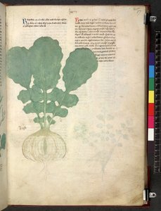 Egerton 747 Tractatus de herbis (ハーブ) c.1280-1310 (ベラムにインクとカラー) 作： School Italian