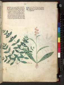 Egerton 747 Tractatus de herbis (ハーブ) c.1280-1310 (ベラムにインクとカラー) 作： School Italian